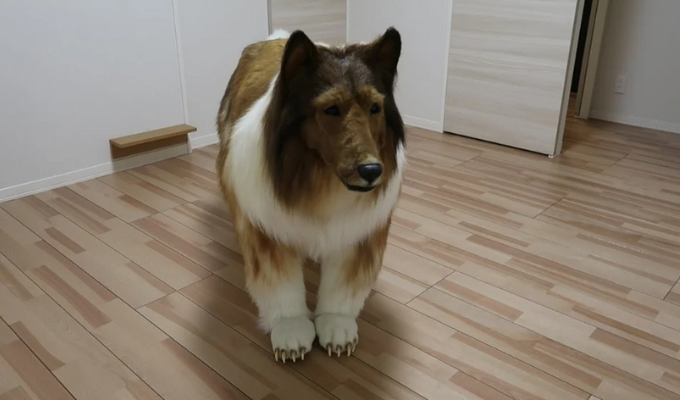Toco se transforma De hombre a Collie con $15 mil ¡Qué locura!