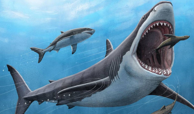 Megalodón El superdepredador que dominó los mares durante eones
