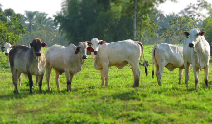 Agropesa abre convocatoria nacional para nuevos ganaderos proveedores