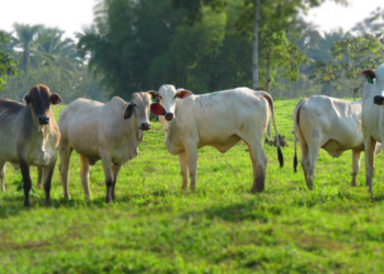 Agropesa abre convocatoria nacional para nuevos ganaderos proveedores