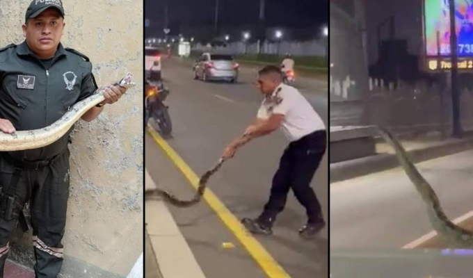 🐍 ¡Invasión de Boas en Guayaquil! ¡Lo que tienes que saber!