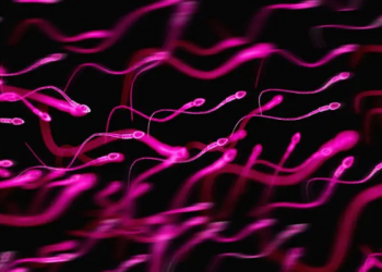 “Bebés vikingos”: el esperma danés que conquista el mundo