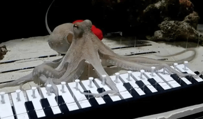 Pulpo pianista: el video que explotó en redes