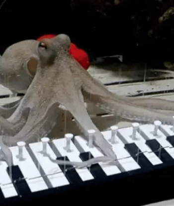 Pulpo pianista: el video que explotó en redes