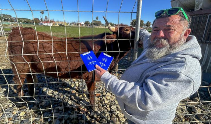 Lepe se enternece: vecino convierte dos vacas en mascotas