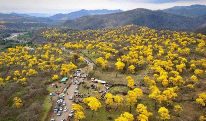 Zapotillo se pinta de amarillo: los guayacanes están en flor