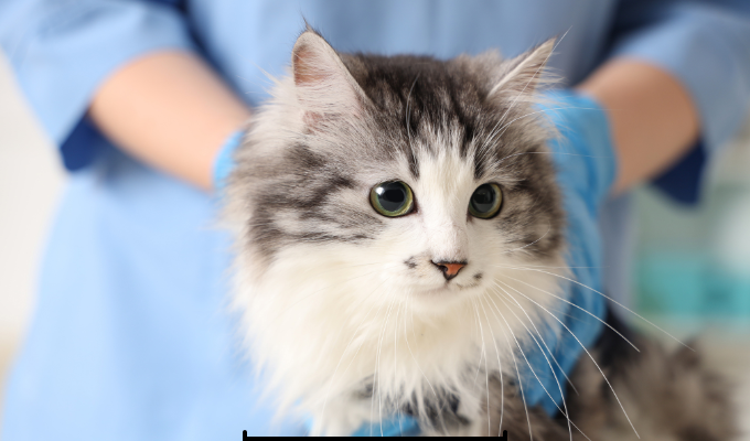 Alarma por virus mortal en gatos: veterinarios prenden las alertas