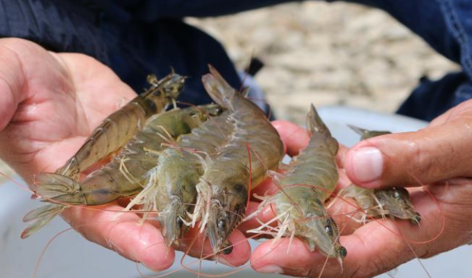 Bajón arancelario a India prende la ilusión del camarón ecuatoriano
