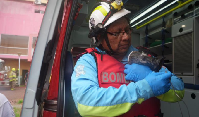 Incendio en Multicomercio: gatos a salvo y adultos mayores asistidos