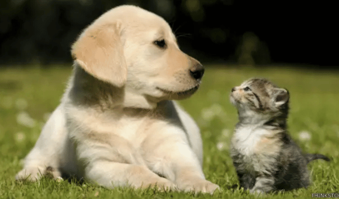 Cuidado en casa: estos productos pueden enfermar a tu perro o gato