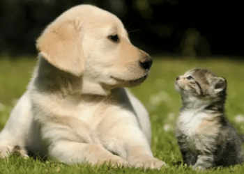 Cuidado en casa: estos productos pueden enfermar a tu perro o gato