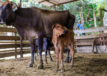 Alerta en el sector ganadero: buscan repoblar hato bovino en Ecuador