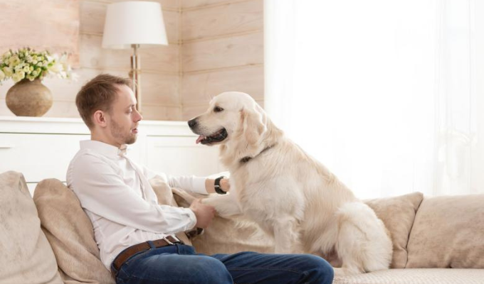 Ladridos de perros en edificios pueden traer sanciones y problemas