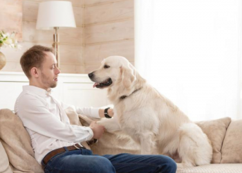 Ladridos de perros en edificios pueden traer sanciones y problemas