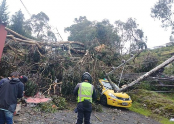 Lluvias en Quito causaron susto por caída de árbol y poste en Conocoto