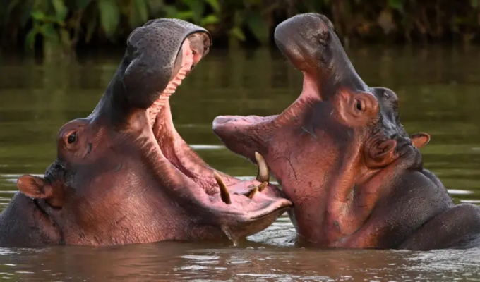 Colombia sacrificará 80 hipopótamos de Pablo Escobar