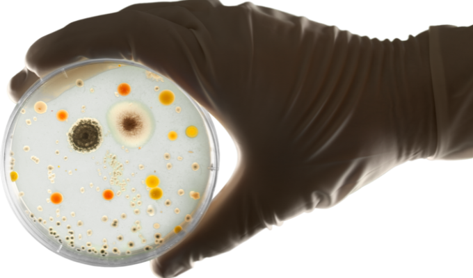 ¡Bacterias contra el cáncer! Científicos las "entrenan" para detectar
