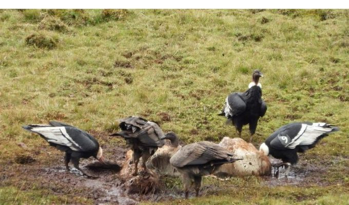 La majestuosa ave de los Andes sorprende en una zona protegida