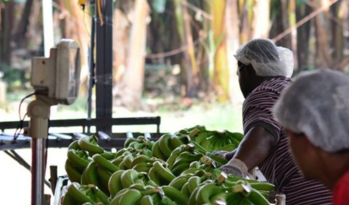 Banano y camarón temen nuevas pérdidas por toque de queda