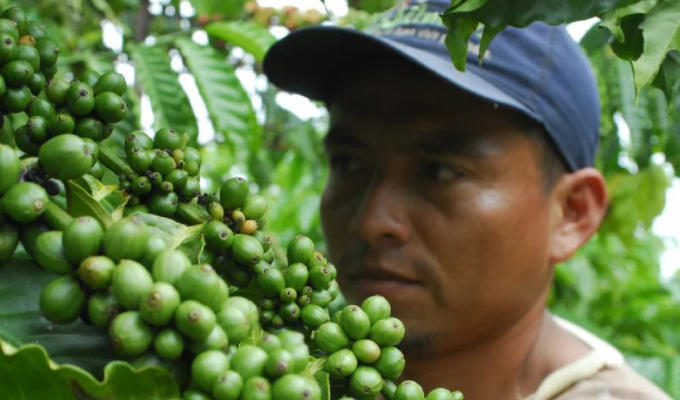 Alerta en el agro: Ecuador perdió casi todo su músculo cafetero