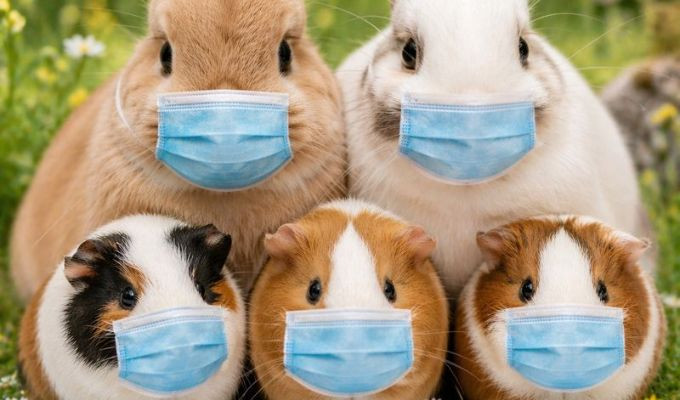 Cuenca sale a controlar ferias por la prohibición de cuyes y conejos