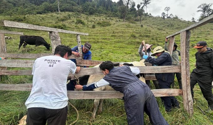 Sanidad bovina toma fuerza en Patate con muestreo en 19 fincas