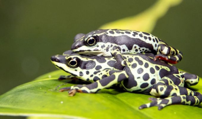 Wikiri Sapoparque, el refugio de ranas en Ecuador