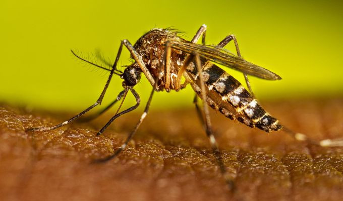 Dengue aprieta en Guayaquil y la alerta sigue encendida