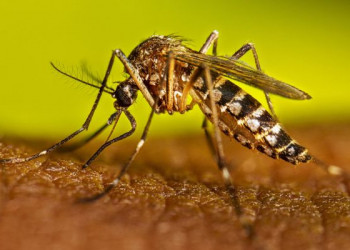 Dengue aprieta en Guayaquil y la alerta sigue encendida