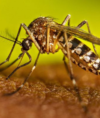 Dengue aprieta en Guayaquil y la alerta sigue encendida