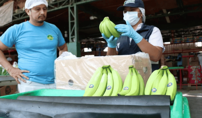 Banano ecuatoriano crece en 2026, pero el impulso se enfría mes a mes