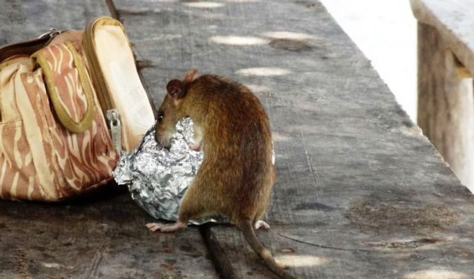 Qué es el hantavirus, el virus que puso en alerta al crucero Hondius