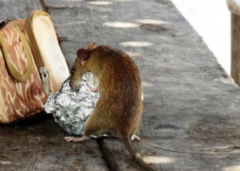 Qué es el hantavirus, el virus que puso en alerta al crucero Hondius