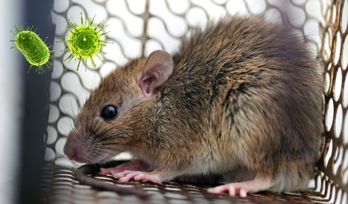 Hantavirus bajo la lupa en Ecuador: autoridades mantienen alerta