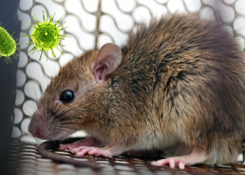 Hantavirus bajo la lupa en Ecuador: autoridades mantienen alerta