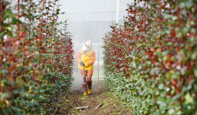 Seguridad en el agro ecuatoriano: 38 intoxicados en 2026