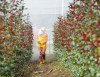 Seguridad en el agro ecuatoriano: 38 intoxicados en 2026