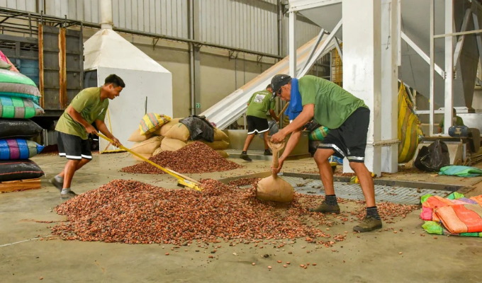 Cacao supera los $4.000 y sube en Ecuador