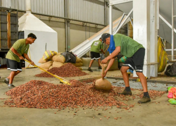Cacao supera los $4.000 y sube en Ecuador