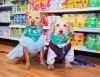 MaxiPets lanza Rescue Cup 2026 para ayudar al rescate animal