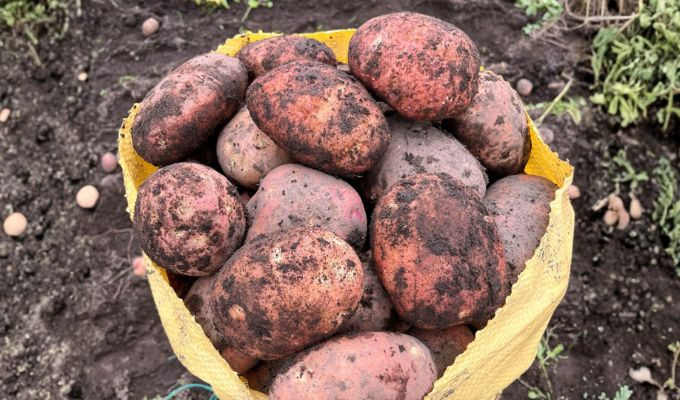 Ecuador celebra a la papa: más de 500 variedades sostienen la historia