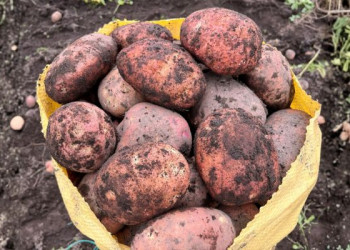 Ecuador celebra a la papa: más de 500 variedades sostienen la historia
