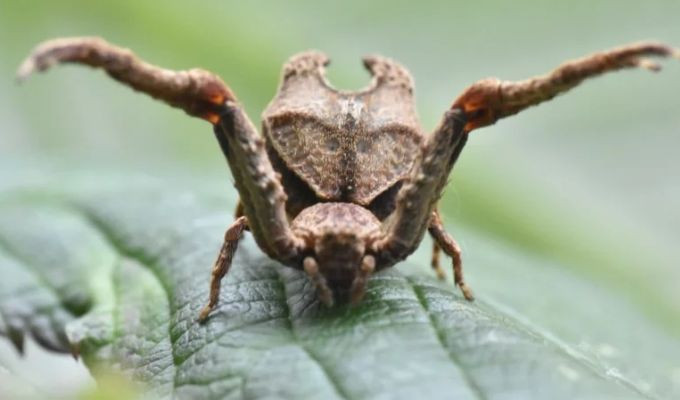 Descubren en Tungurahua una araña con los “cuernos” de Maléfica