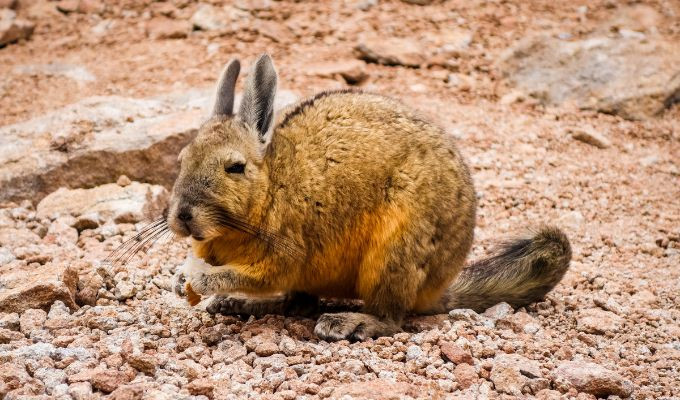 Buscan comprar Loma Delgada para salvar a la vizcacha ecuatoriana