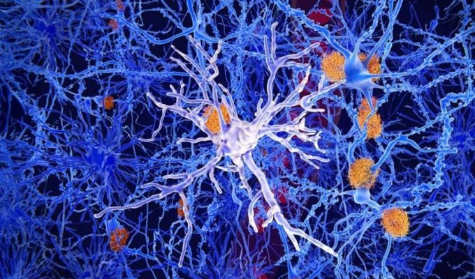 La molécula experimental OLE mejoró la memoria y frenan el Alzheimer