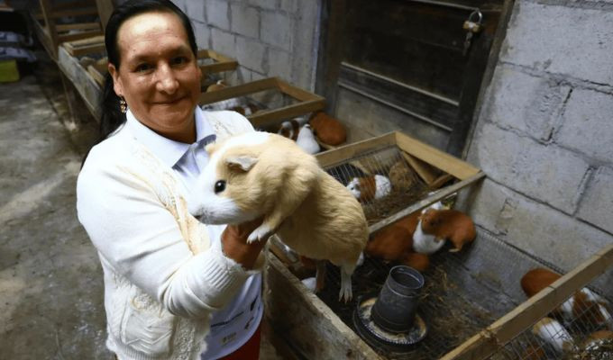 Cuyes, leche y café cambian la vida de miles de familias rurales