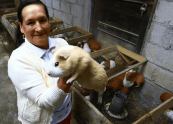 Cuyes, leche y café cambian la vida de miles de familias rurales