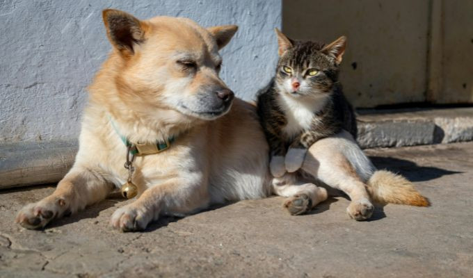Quito prepara una gran Donatón para ayudar a perros y gatos rescatados