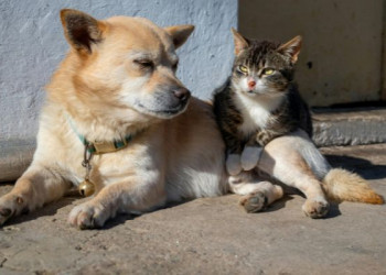 Quito prepara una gran Donatón para ayudar a perros y gatos rescatados