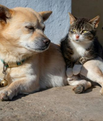 Quito prepara una gran Donatón para ayudar a perros y gatos rescatados